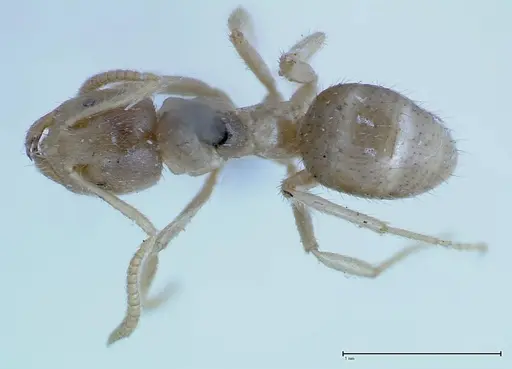 Pseudolasius binghami specimen FOCOL0136 image focol0136_1