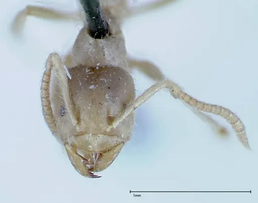 Pseudolasius binghami specimen FOCOL0136 image focol0136_2