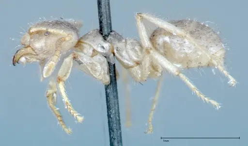 Pseudolasius binghami specimen FOCOL0136 image focol0136_3