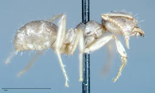 Pseudolasius binghami specimen FOCOL0136 image focol0136_4