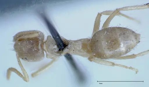 Pseudolasius binghami specimen FOCOL0137 image focol0137_1