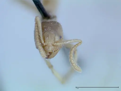 Pseudolasius binghami specimen FOCOL0137 image focol0137_2