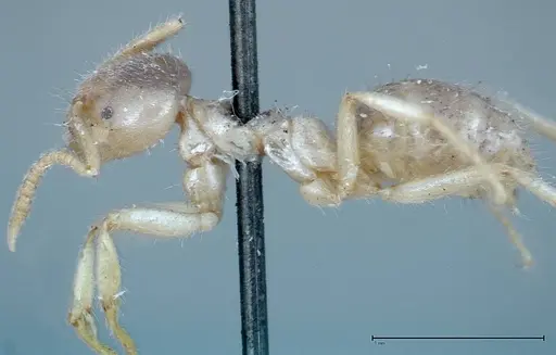 Pseudolasius binghami specimen FOCOL0137 image focol0137_3