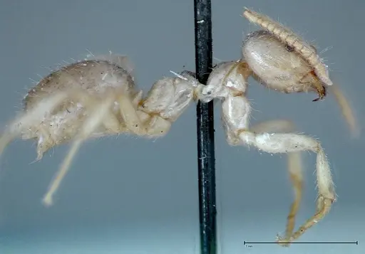Pseudolasius binghami specimen FOCOL0137 image focol0137_4