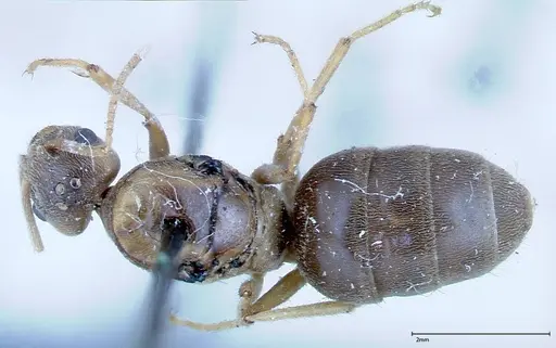 Pseudolasius binghami specimen FOCOL0138 image focol0138_1