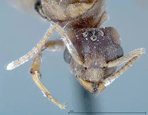 Pseudolasius binghami specimen FOCOL0138 image focol0138_2