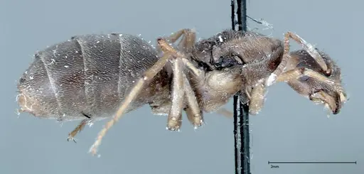 Pseudolasius binghami specimen FOCOL0138 image focol0138_4