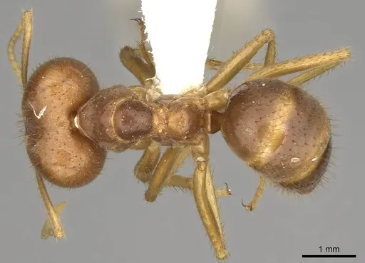 Pseudolasius breviceps specimen CASENT0281487 image casent0281487_1