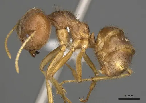 Pseudolasius breviceps specimen CASENT0281487 image casent0281487_3