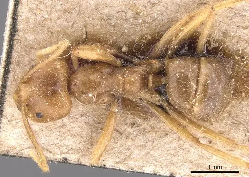 Pseudolasius breviceps specimen CASENT0905653 image casent0905653_1