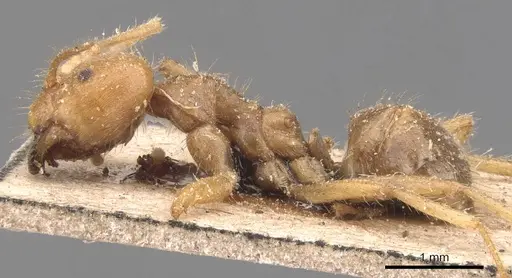 Pseudolasius breviceps specimen CASENT0905653 image casent0905653_3