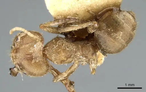 Pseudolasius breviceps specimen CASENT0906266 image casent0906266_1