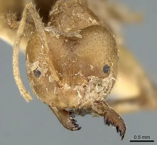 Pseudolasius breviceps specimen CASENT0906266 image casent0906266_2
