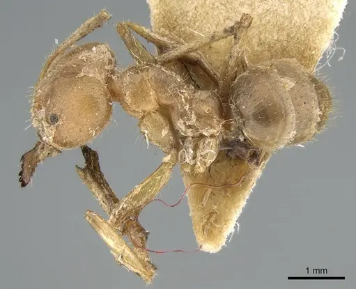 Pseudolasius breviceps specimen CASENT0906266 image casent0906266_3