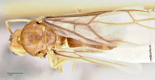 Pseudolasius breviceps specimen FOCOL2704 image focol2704_1