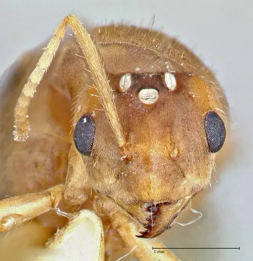 Pseudolasius breviceps specimen FOCOL2704 image focol2704_2