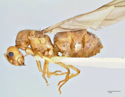 Pseudolasius breviceps specimen FOCOL2704 image focol2704_3