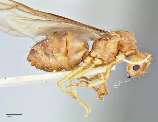 Pseudolasius breviceps specimen FOCOL2704 image focol2704_4
