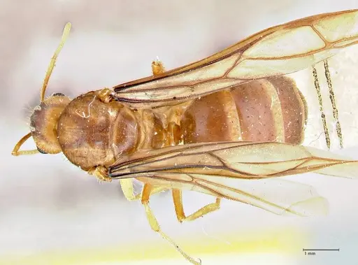 Pseudolasius breviceps specimen FOCOL2705 image focol2705_1