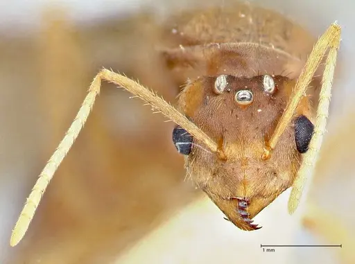 Pseudolasius breviceps specimen FOCOL2705 image focol2705_2