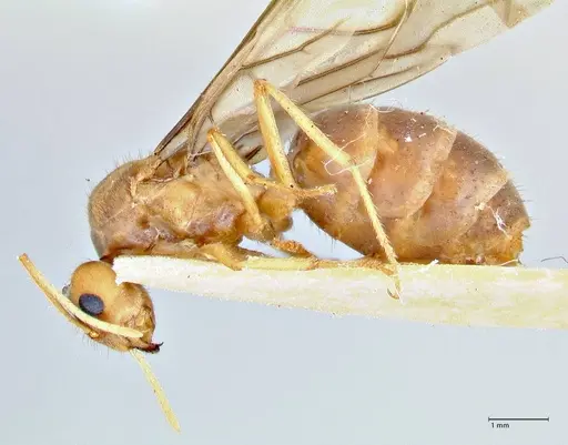 Pseudolasius breviceps specimen FOCOL2705 image focol2705_3