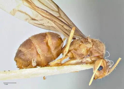 Pseudolasius breviceps specimen FOCOL2705 image focol2705_4