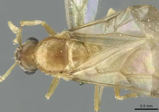 Pseudolasius butteli specimen CASENT0912318 image casent0912318_1