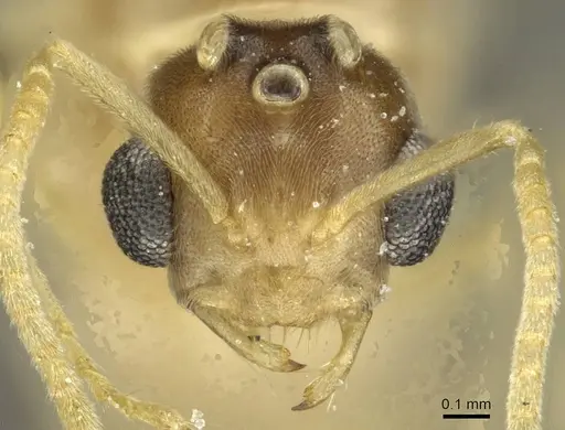 Pseudolasius butteli specimen CASENT0912318 image casent0912318_2