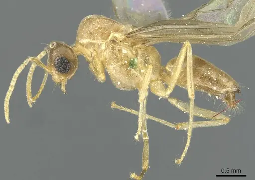 Pseudolasius butteli specimen CASENT0912318 image casent0912318_3