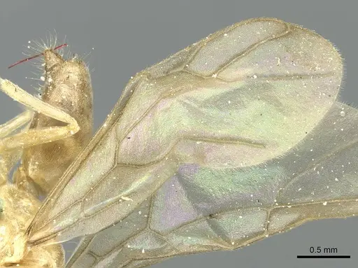 Pseudolasius butteli specimen CASENT0912318 image casent0912318_4
