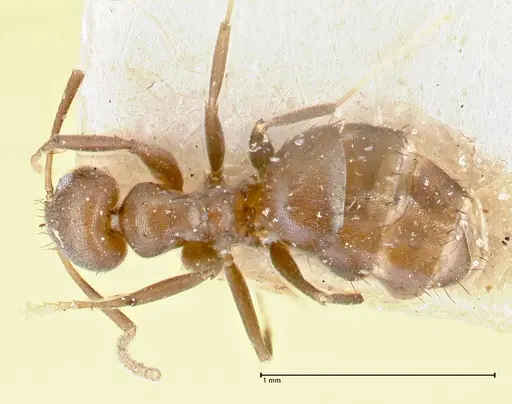 Pseudolasius butteli specimen FOCOL2700 image focol2700_1