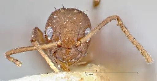 Pseudolasius butteli specimen FOCOL2700 image focol2700_2