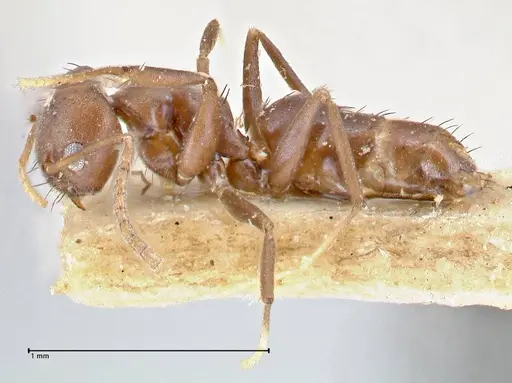 Pseudolasius butteli specimen FOCOL2700 image focol2700_3