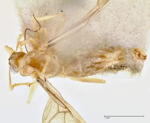 Pseudolasius butteli specimen FOCOL2701 image focol2701_1