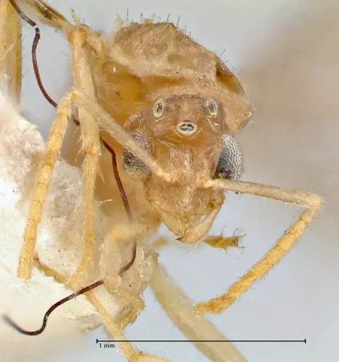 Pseudolasius butteli specimen FOCOL2701 image focol2701_2