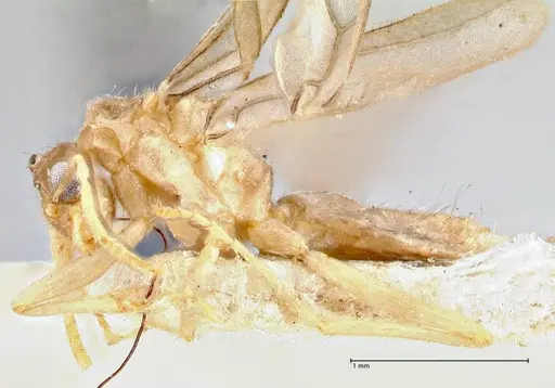 Pseudolasius butteli specimen FOCOL2701 image focol2701_3