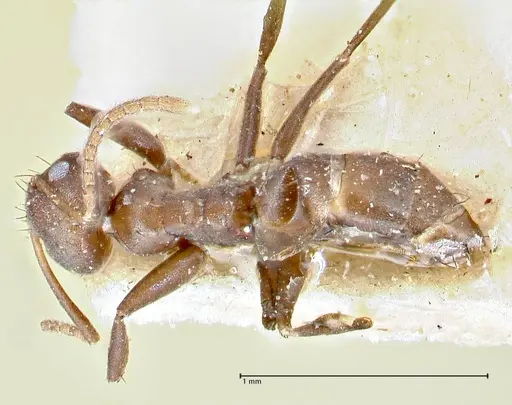 Pseudolasius butteli specimen FOCOL2702 image focol2702_1