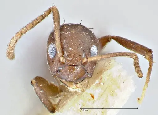 Pseudolasius butteli specimen FOCOL2702 image focol2702_2