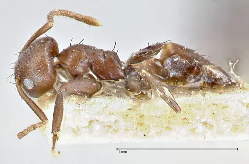 Pseudolasius butteli specimen FOCOL2702 image focol2702_3