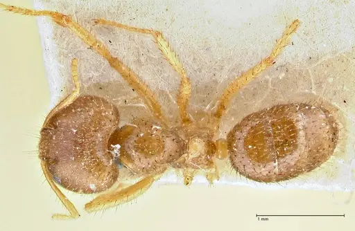 Pseudolasius butteli specimen FOCOL2703 image focol2703_1