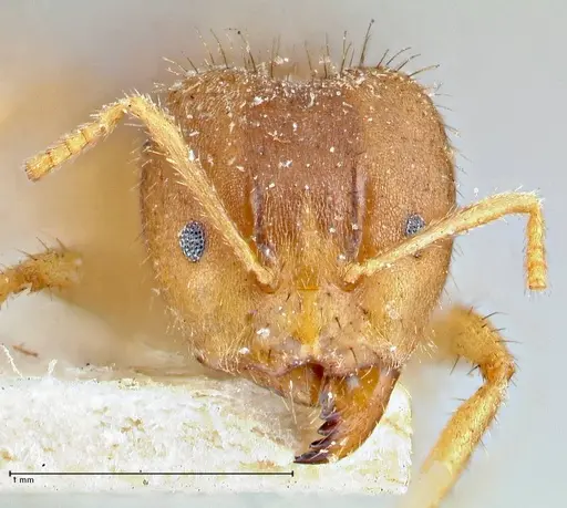 Pseudolasius butteli specimen FOCOL2703 image focol2703_2