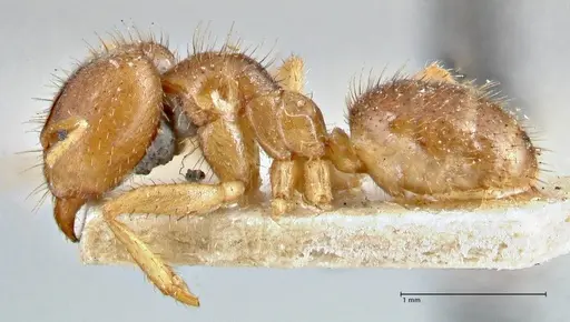 Pseudolasius butteli specimen FOCOL2703 image focol2703_3
