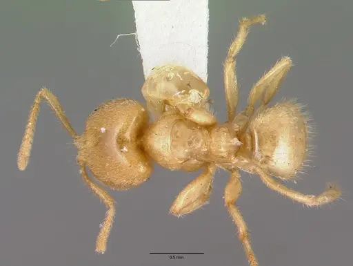 Pseudolasius caecus specimen CASTYPE06986 image castype06986_1