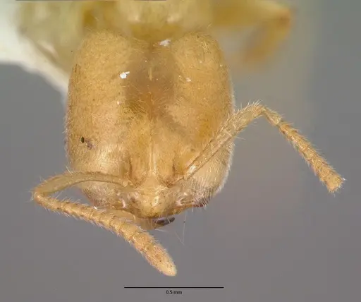 Pseudolasius caecus specimen CASTYPE06986 image castype06986_2