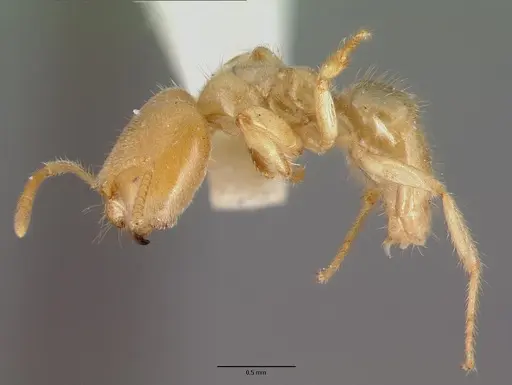 Pseudolasius caecus specimen CASTYPE06986 image castype06986_3