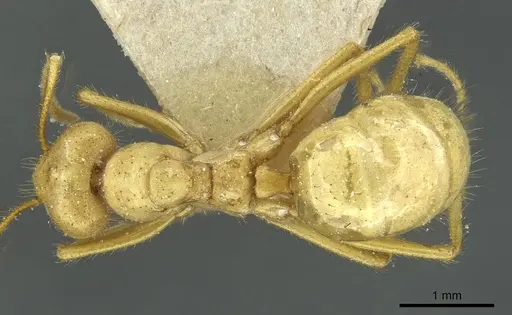 Pseudolasius carinatus specimen CASENT0912319 image casent0912319_1