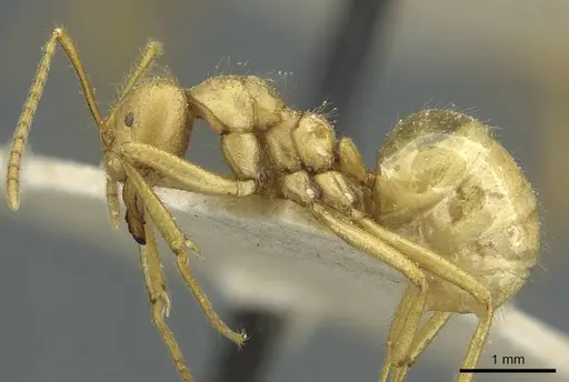 Pseudolasius carinatus specimen CASENT0912319 image casent0912319_3