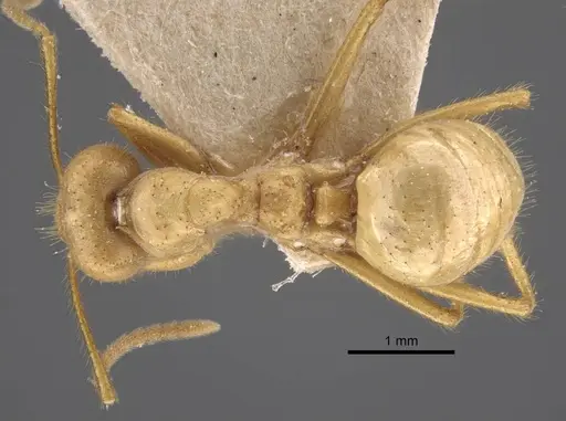 Pseudolasius carinatus specimen CASENT0917297 image casent0917297_1