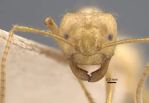 Pseudolasius carinatus specimen CASENT0917297 image casent0917297_3