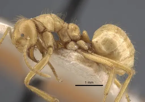 Pseudolasius carinatus specimen CASENT0917297 image casent0917297_4